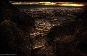 Driftwood on the beach....