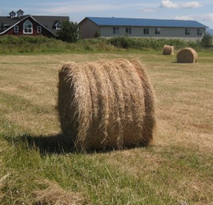 Hay!