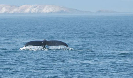 Jim Maya & several other observers reported a humpback whale just off Lime Kiln State Park this weekend. Photo by Jim Maya.