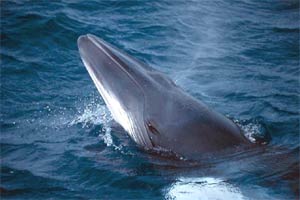 Not that big for a whale: Minke whales grow to a maximum length of 30ft and weight of 10 tons. Photo by Jon Stern.