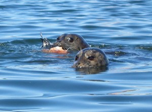 Harbor seals, along for the ride