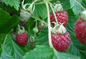 raspberry Fresh fruit at the market...