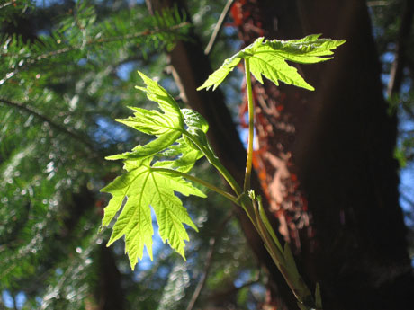 Leaves from Limekiln Preserve, photographed by Tori Benz-Hillstrom