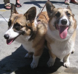 Sunny days, happy dogs...