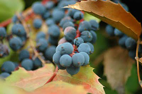 Oregon grape berries bring color to the island's wild landscape...