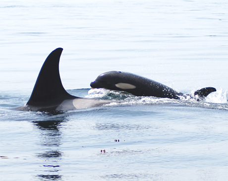 That's Samish J-14 (the big one) with offspring Se-Yi-Chn (J-45, the little one)...photo by Jeanne Hyde