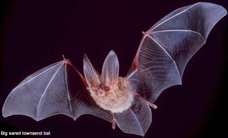 Townsend's Big Eared Bat...they're here, hiding in barns....