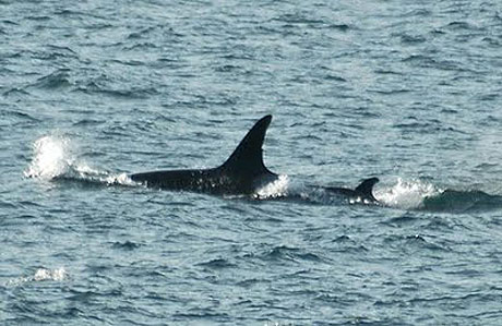 J-46 with adult killer whale J-28, who may be her/his mom... There have been four other calves born to the Southern Resident Killer Whales this year, and here's the fifth....photo by Monika Wieland.
