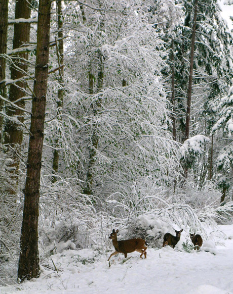Deer in the snow, out near Kanaka Bay. Photo by Deb Langhans, not this year (yet).