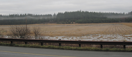 Wetlands with mist in the background....photo by Shay Byington
