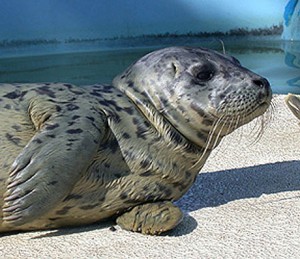 pup2 Harbor seal pup at Wolf Hollow...photo by Sahale Casebolt