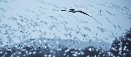 Snow geese in flight...photo by Sandy Buckley