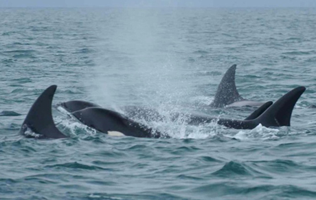 Killer whales near Victoria....