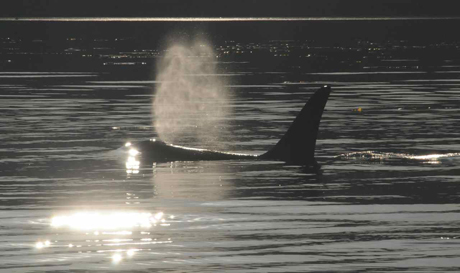 The orcas are about...photo last week from Jim Maya.