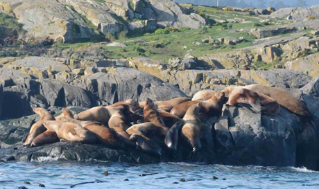 Jim Maya has gone out all this week & taken folks to see the incredible wildlife here, including these Steller sea lions earlier this week. By the way, these guys are named after naturalist Georg Wilhelm Steller - did you know that?