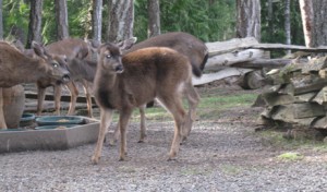 deer Deer in the sun at Wildwood Manor...