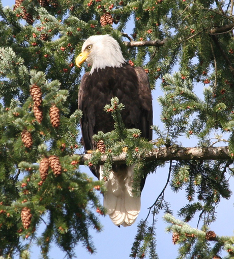 Bald eagle on the west side...photo by Kevin Holmes