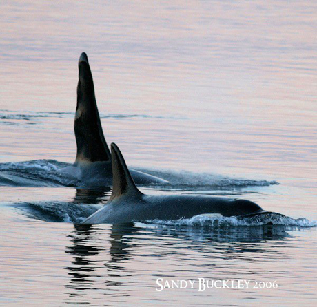 Ruffles & Granny... by the way, it's common at Sea World for them to say that orcas can live to be 30 years old in captivity & that this is cool somehow...ask Granny, who turns 99 this month. Way better to live in the wild....