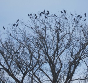 winterdaze Ravens in the Courthouse's tree....