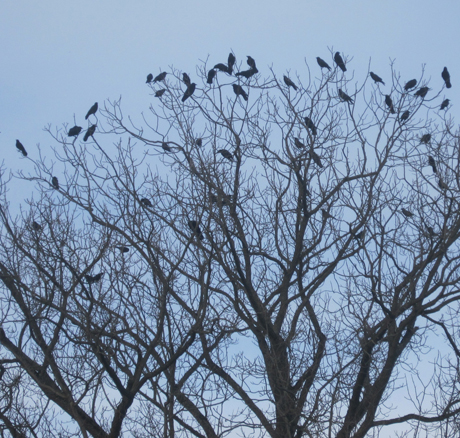 Ravens in the Courthouse's tree....