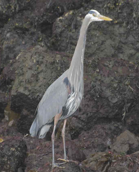 That's a great blue heron Jim Maya saw last weekend when he was out on the water....