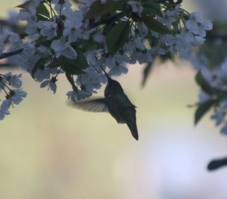 Hummingbird in action, outside the window earlier this week...photo by Cyndi Brast.