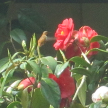 Saw this hummingbird at my camellia bush yesterday....