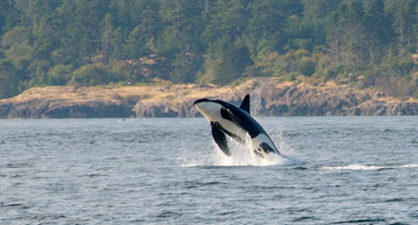Orca Breach - photo by Jim Maya
