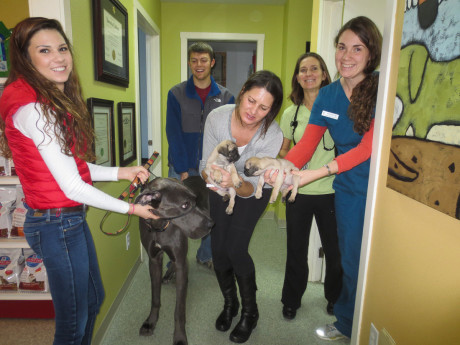 L to R: Devan Rousar, Mondo the Great Dane, Eliot Hills, Buster the puppy, Dana Rousar, Sonny the other puppy, Dr. Sonja and Amanda Alps