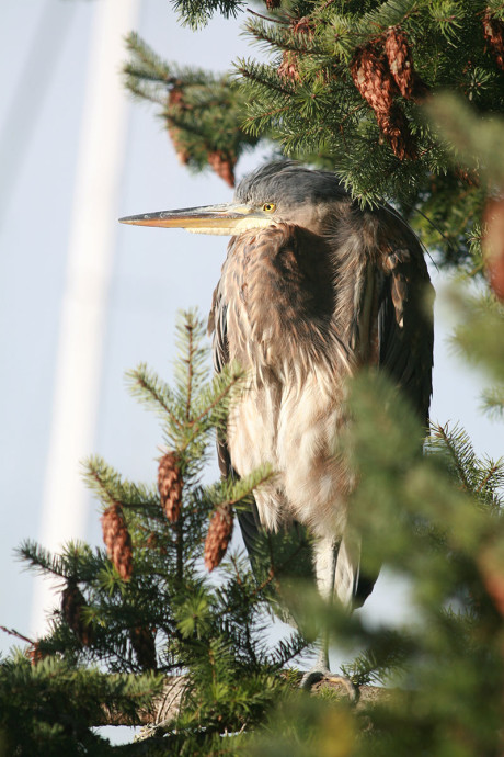 Heron photo by Kevin Holmes