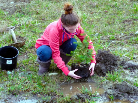 Friday Harbor Middle School student plants a Sitka Spruce - Jim Knych photo