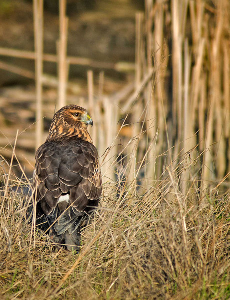 Female Northern Harrier. Click for the large version - John Miller photo