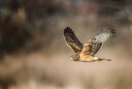 Hawk in Flight - John Miller photo
