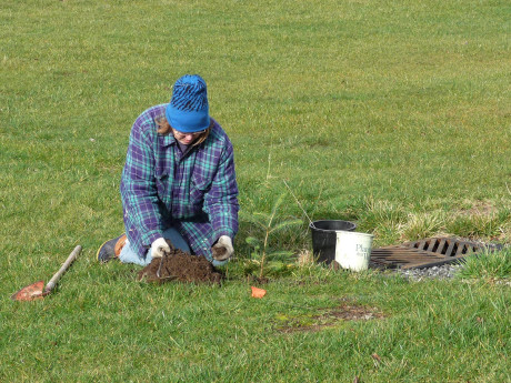 Friday Harbor Grange President Kathleen Commins planting a tree  - Jim Knych photo
