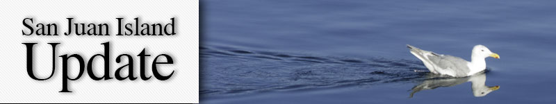Seagull