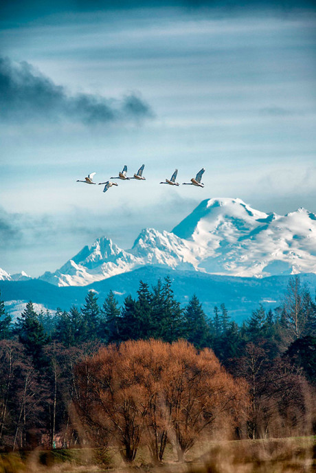 Swans in Flight and Mt. Baker - John Miller photo