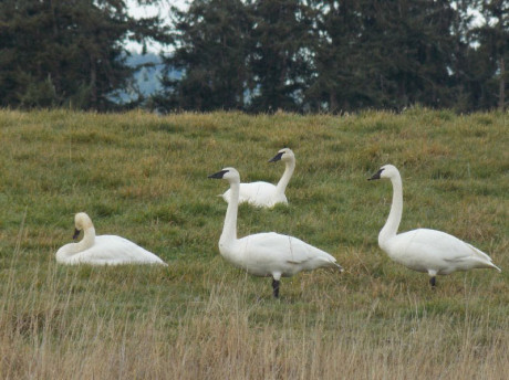 Trumpeter Swans - photo by Diana Mancel