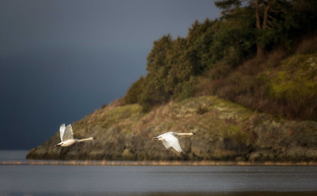 Swans in Flight  - John Miller photo 