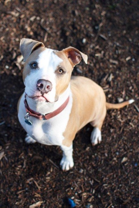 Meet Zeus - This week's Pet of the Week