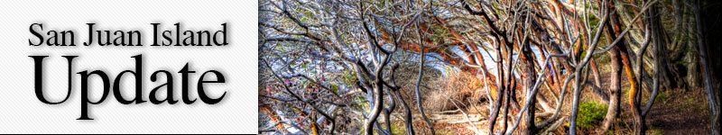 Madronas on the Westside - Tim Dustrude photo mast-westside-hdr-trees