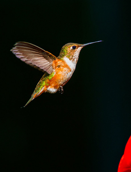 "Anna's Hummingbird" - John Miller photo