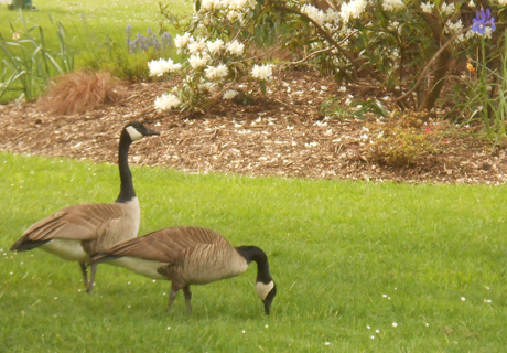 The birds & flowers & kids are all running around Beacon Hill Park this spring (those are Canada geese, not Portuguese....)