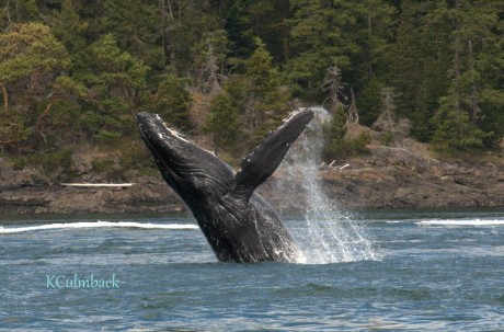 Humpback Whale breaching in San Juan Channel just outside of Friday Harbor - Photo by Kevin Culmback, Naturalist, San Juan Safaris