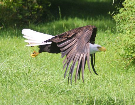 Eagle in Flight - Kevin Holmes photo