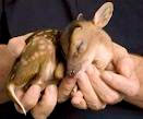 fawn-in-hands