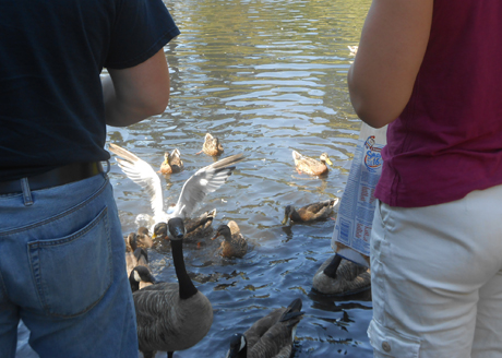 It's a common sight - folks feeding the ducks & geese & occasionally gulls at Beacon Hill Park, in the middle of Victoria.