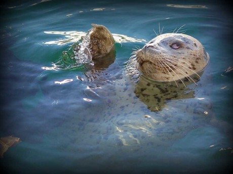 Popeye the Harbor Seal - Keith Busha photo