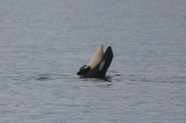 L119 pokes her head above the surface with her mouth open!