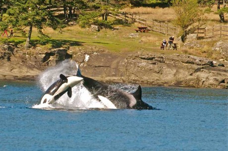 Transient Orcas - Jim Maya photo - Click for larger version