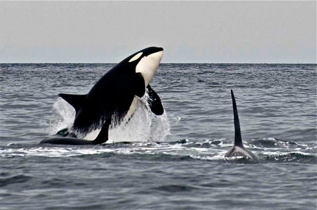Orca Breach - Click for larger version - Jim Maya photo